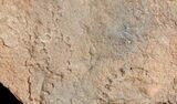 Horodyskia Fossil Slab- Oldest Known Multicellular Life #39180-1